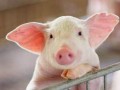 未來五年中國生豬養殖趨勢分析與預測